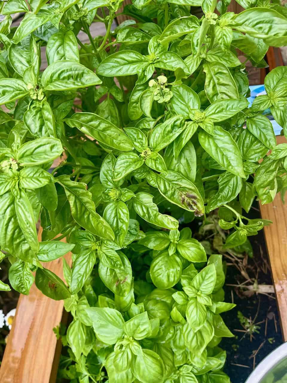 Basil plant with lush green leaves growing in a garden bed.